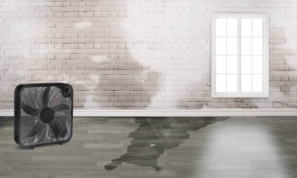 Best Sewage cleanup and water damage restoration  in Mcmillin, WA